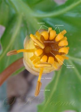  Ovary bearing stamens in upper part